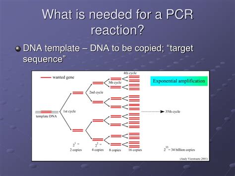 Ppt Polymerase Chain Reaction Powerpoint Presentation Free Download Id 704582