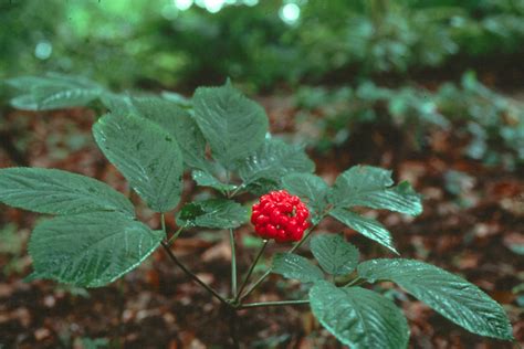 Ginseng The Roots Story