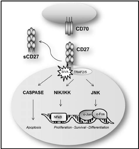 Cd70 Cd27 Pathway Diagram Showing The Cd27 Nf κ B Pathway