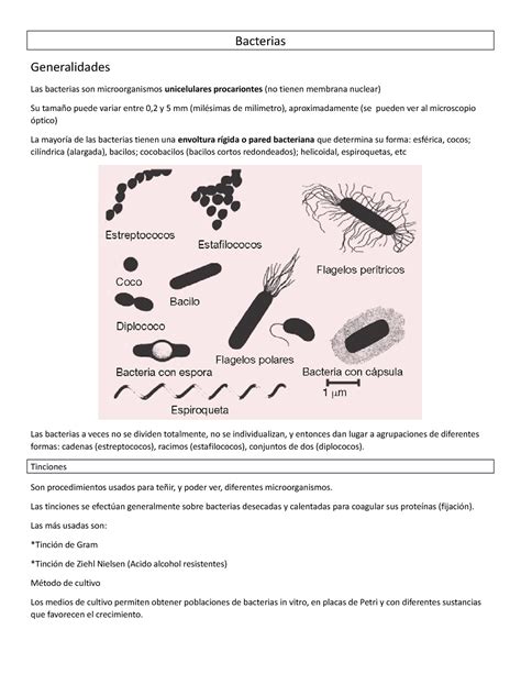 Bacterias Bacterias Generalidades Las Bacterias Son Microorganismos