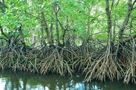 As raízes das árvores de mangueira que crescem acima da água do mar