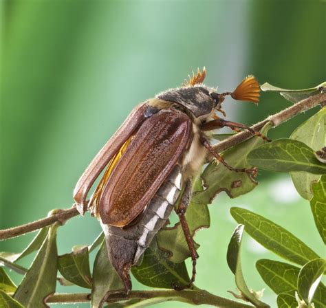 Coleotteri Classificazione Ed Esempi Scuola E Cultura