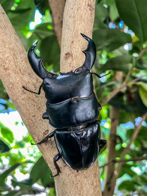 Stag Beetles Davids Beetles