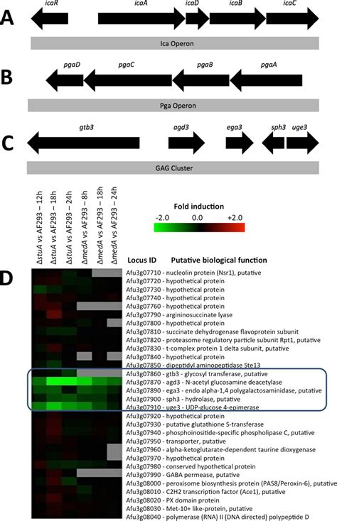 Bacterial Polysaccharide Biosynthetic Operons And The Putative Gag