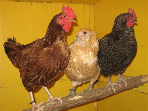 Chicken University teaches the basics of raising poultry | UAF news and information
