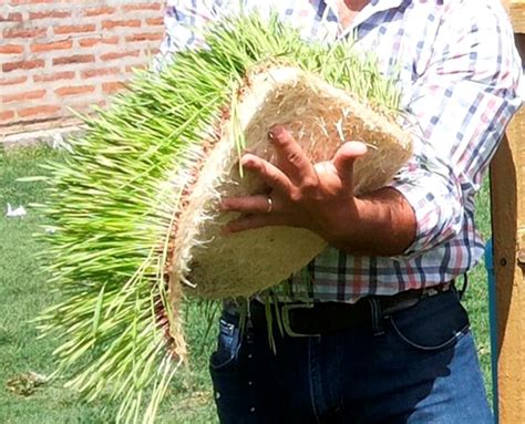 Producción de forraje verde hidropónico para la pequeña agricultura