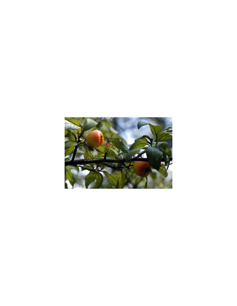 Mexican Hawthorn Manzanita Or Tejocote Fruit Live Bearing Fruits Tree