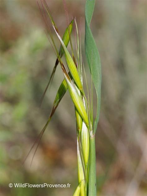 Avena Sterilis Wild In Provence