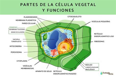 Que Es El Reticulo Endoplasmatico Rugoso En La Celula Vegetal - My Bios