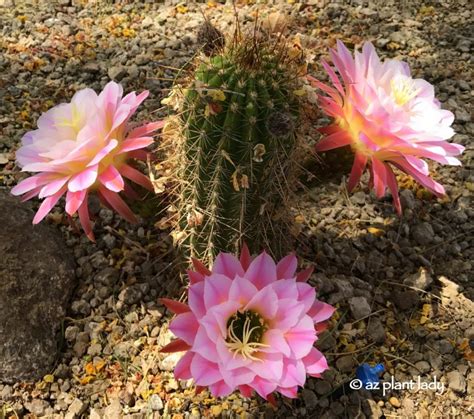 How to Plant a Cactus In a Pot | Cactus Farm | azplantlady.com