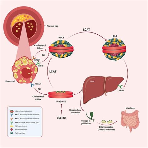 Schematic Overview Of Reverse Cholesterol Transport †free Cholesterol