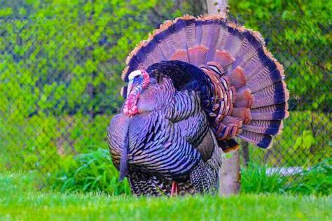 Turkey Season In Se Mn 2024 Dione Frankie