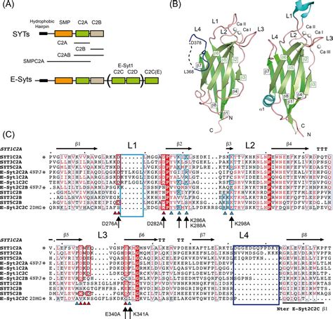 The Structure And Flexibility Analysis Of The Arabidopsis Synaptotagmin