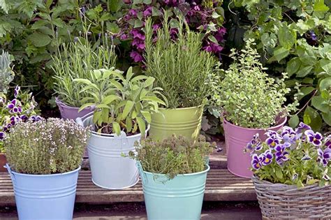 How To Grow A Small Herb Garden In Pots Garden Likes