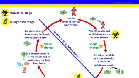 Chapter 1 Introduction To Parasitology Youtube