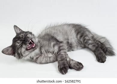 68 Smiley Cat With Teeth Stock Photos, Images & Photography | Shutterstock