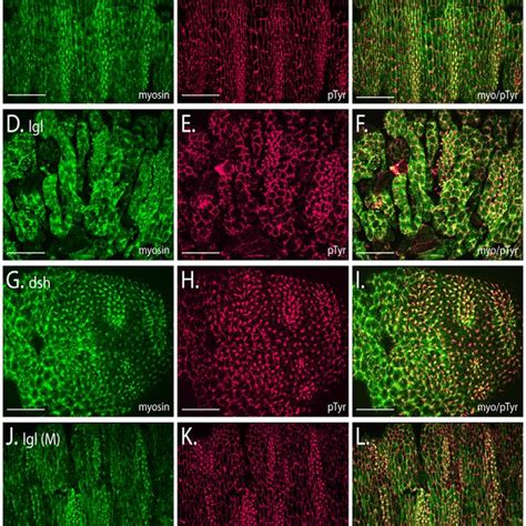 Apical Basal Determinants And Adherens Junctions Show Planar Polarity Download Scientific