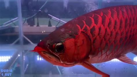 Ikan Arwana Termahal Super Red Ikan Hias Tercantik Aquarium Air Tawar