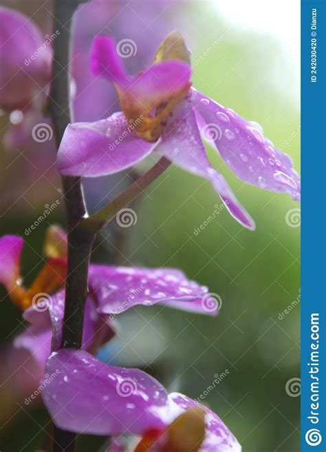 Nasse Orchidee Im Regen Stockfoto Bild Von Betrieb