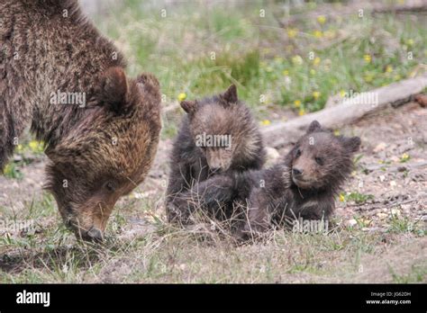 A Grizzly Bear Sow And Her Cubs At The Yellowstone National Park