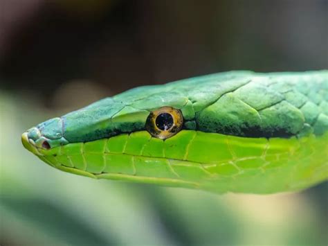 Descubre El Verdadero Significado De So Ar Con Serpiente Verde