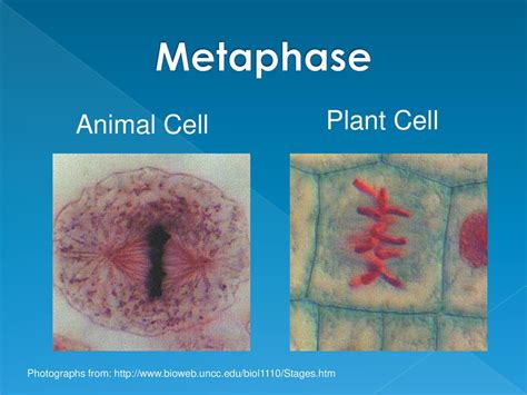 Metaphase In Animal Cell