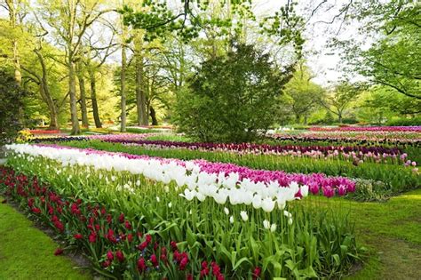 Premium Photo Beautiful Blooming Tulips In Park