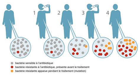 Comment lantibiorésistance apparaît elle