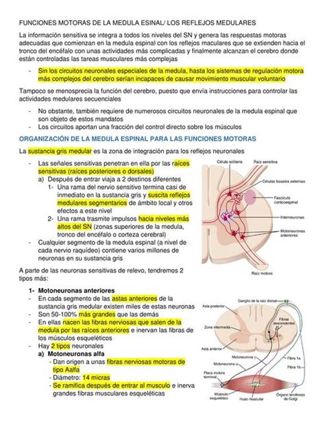 Funciones Motoras De La M Dula Espinal Guty Torres Udocz