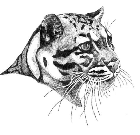 Clouded Leopard Drawing At Explore Collection Of