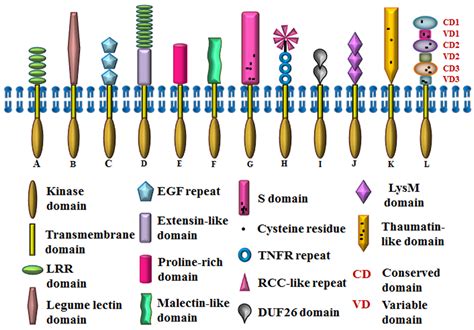 Signal Transduction Proteins