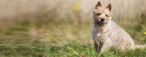 Cairn Terrier Dog Breed Facts And Information Wag Dog Walking