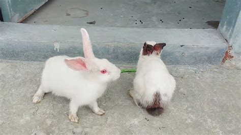 Rabbit খরগোশ পালন Rabbit Rearing Rooftop Garden খরগোশ কি খায়