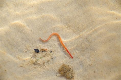 Have Detritus Worms In Your Aquarium Heres How To Get Rid Of Them