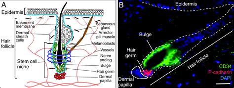 Hair Under A Microscope Rs Science