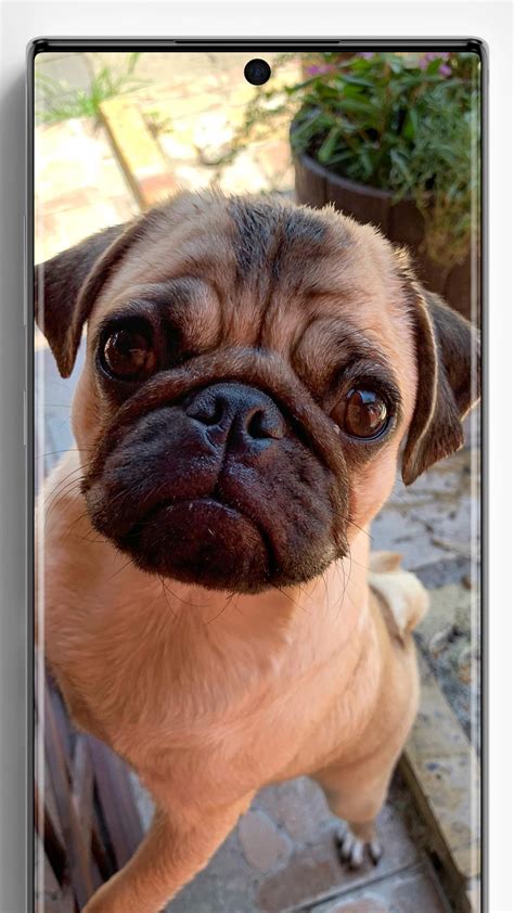 Pug Wallpapers Apk For Android Download