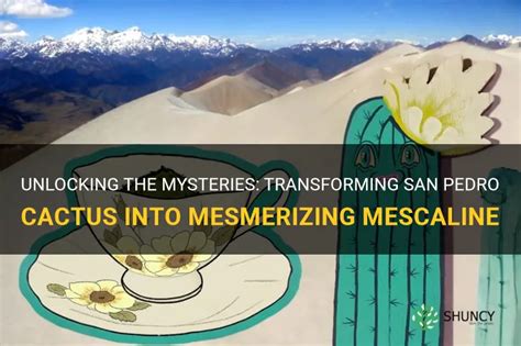 Unlocking The Mysteries Transforming San Pedro Cactus Into Mesmerizing Mescaline Shuncy