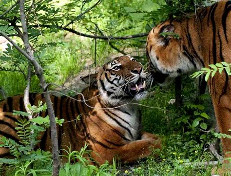 China Tiger Revival - About Tigers