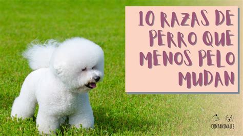 Las 10 Razas De PERRO Que MENOS PELO Mudan YouTube