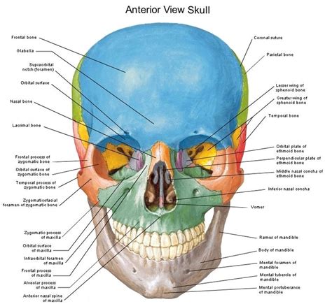 Skull Anterior view | Anatomy System - Human Body Anatomy diagram and ...