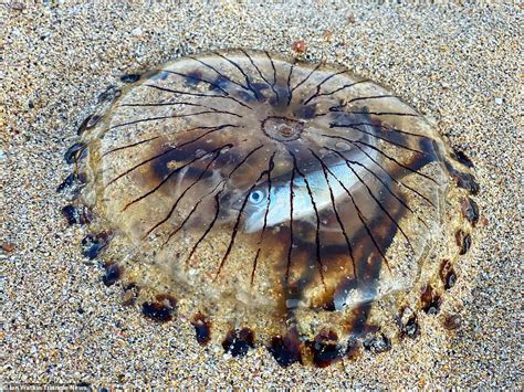 In The Belly Of A Jelly Beach Walker Finds Jellyfish Washed Up With