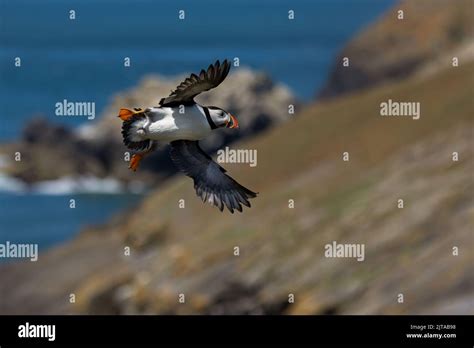 Puffins On Skomer Island Wales Stock Photo Alamy