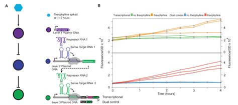 The Dual Transcriptiontranslation Control Strategy Mitigates Leak In