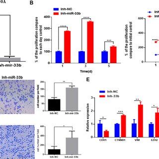 Inhibiting Mir B Induces Cell Proliferation Migration Invasion And