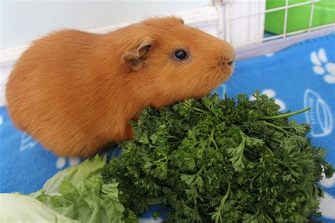 Guinea Pig Food Chart Precisely Pets