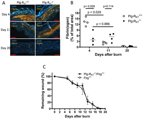 Ijms Free Full Text Plasminogen Receptors And Fibrinolysis