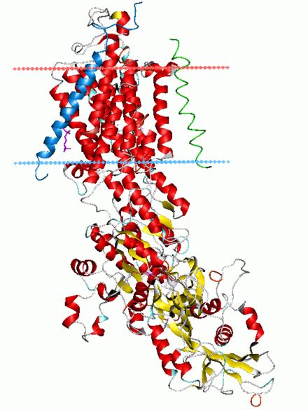 Structural Biochemistry Membrane Proteins P Type Atpases Wikibooks