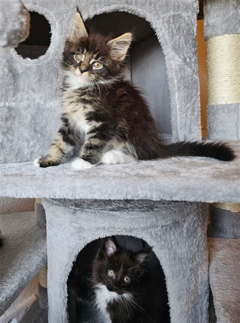 Maine Coon Kitten Mit Stammbaum Alte Linie Tabby Black White N N