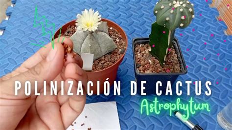 Polinización De Cactus Astrophytum Los Cactus De Juan And Almendra