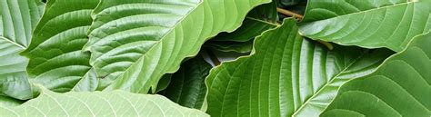 White Bali Kratom Effects Uses Serving Size Guide